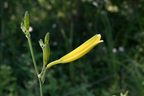 20170708yusuge_jiueA02-1455.jpg