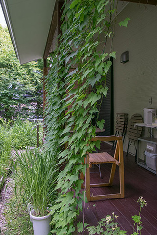 20170712midori02.jpg
