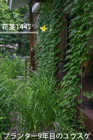 20170713yusuge_planterA_9y_01.jpg