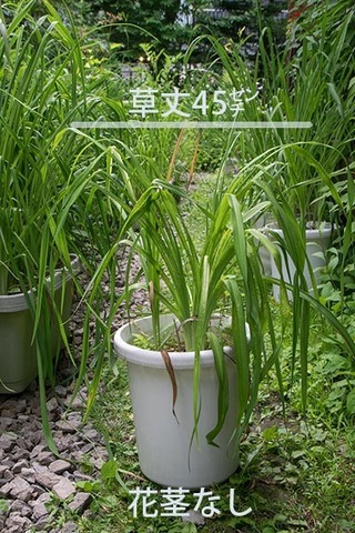 20170716yusuge_8y_potB_yasuge.jpg
