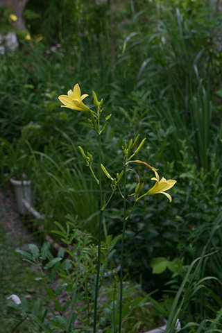 20170716yusuge_jiueA01-1725.jpg