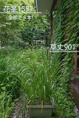 20170716yusuge_planterA_9y.jpg