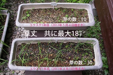 20170716yusuge_planter_1yAB_2017041420170504-01.jpg