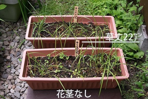 20170716yusuge_planter_2y_AB_20160412.jpg