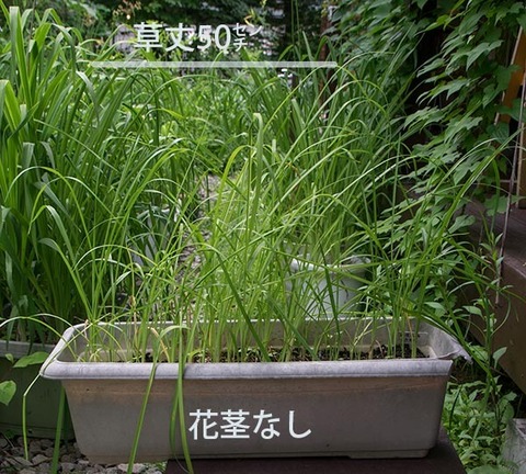 20170716yusuge_planter_3y_A_20150414.jpg