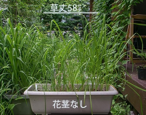 20170716yusuge_planter_3y_B_20150510.jpg
