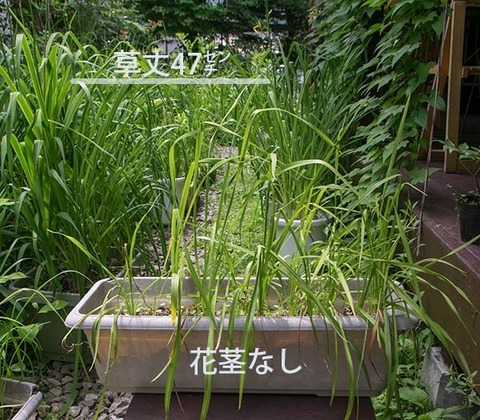 20170716yusuge_planter_4y_20140411.jpg