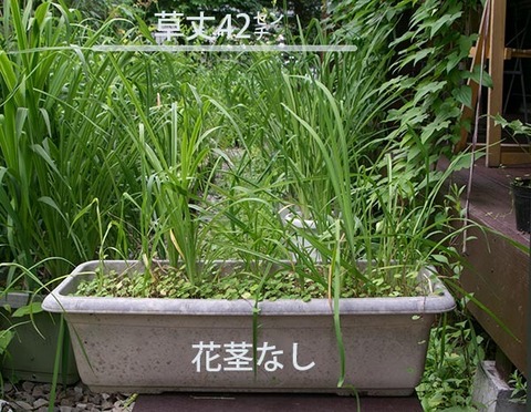 20170716yusuge_planter_5y_20130423.jpg