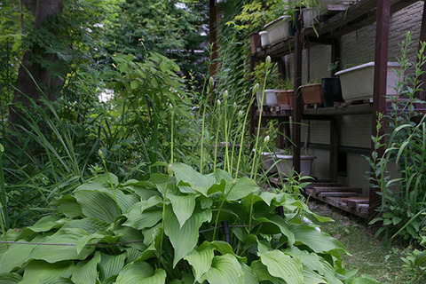 20170717giboushii.jpg