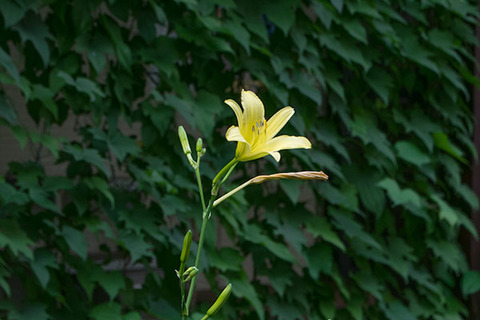 20170719yusuge_jiueC01-1723.jpg