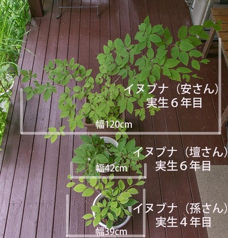 20170724inubuna_46y_an_dan_son_01.jpg