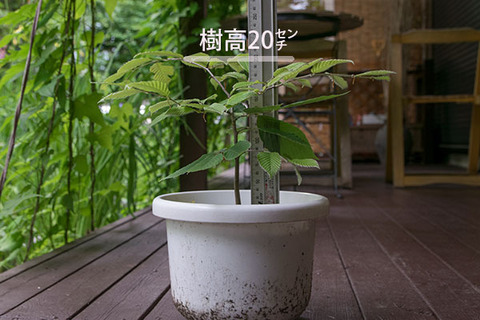 20170724inubuna_4y_son_01.jpg