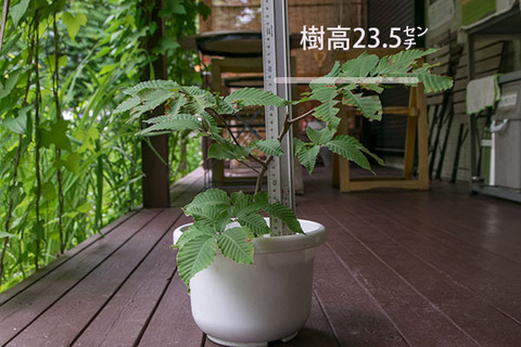 20170724inubuna_6y_dan_01.jpg