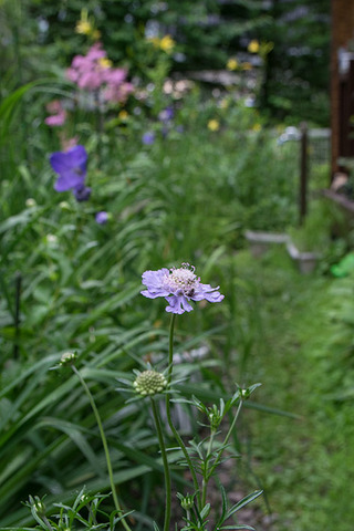 20170728matsumushiso01.jpg