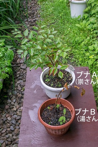 20170730bunaAB01_4y_01.jpg