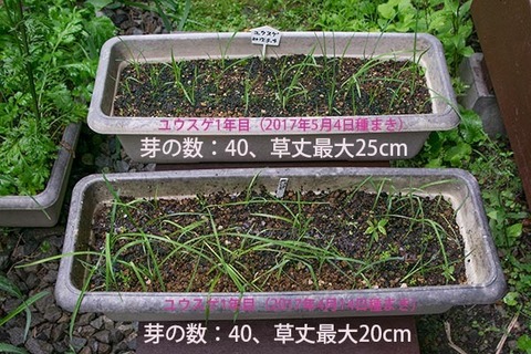 20170730yusuge_planter_1yAB_2017041420170504-01.jpg