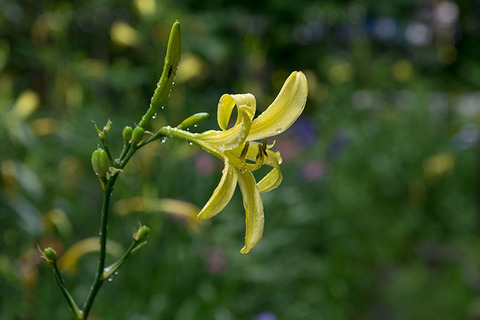 20170801yusuge_jiueA01-1639.jpg