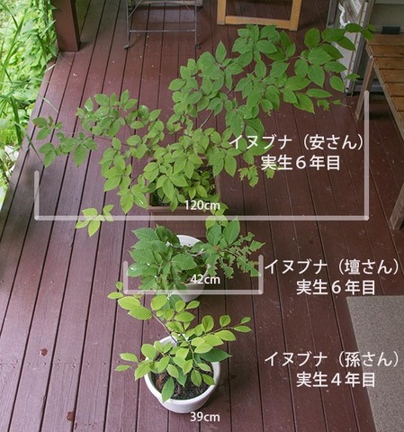 20170802inubuna_46y_an_dan_son_01.jpg