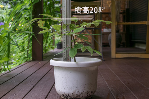 20170802inubuna_4y_son_01.jpg
