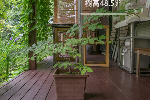 20170802inubuna_6y_an_01.jpg