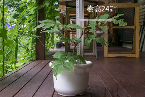 20170802inubuna_6y_dan_01.jpg
