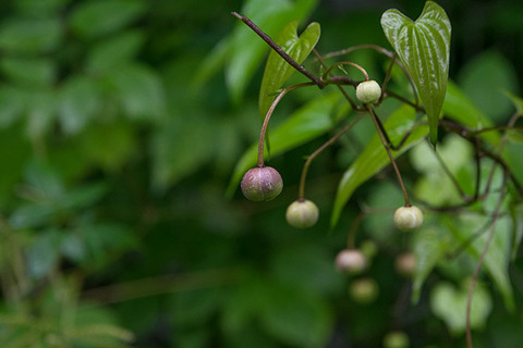 20170802rengeshouma.jpg