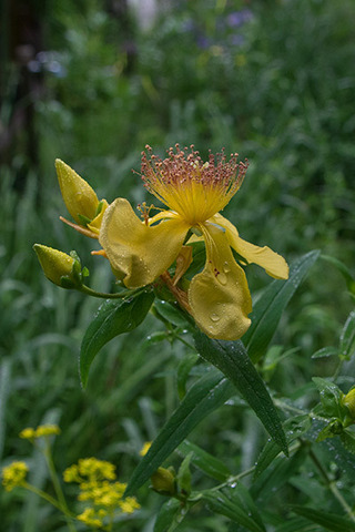 20170802tomoesou.jpg