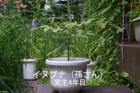20170806inubuna_4y_son_01.jpg