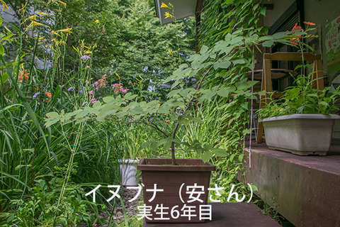 20170806inubuna_6y_an_01.jpg