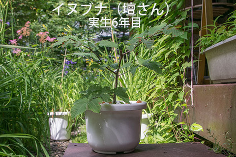 20170806inubuna_6y_dan_01.jpg