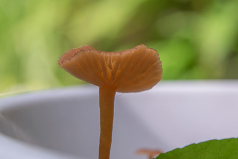 20170806inubuna_6y_dan_03kinoko.jpg