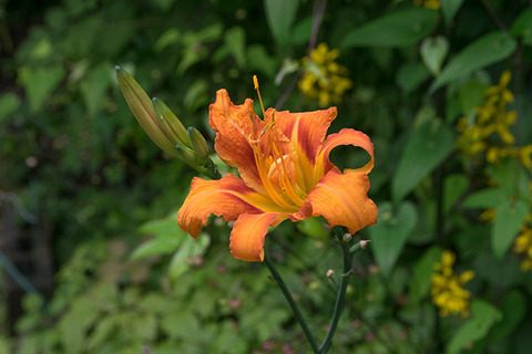 20170807yabukanzo-1225.jpg