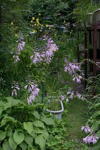 20170808kobagiboushi01.jpg