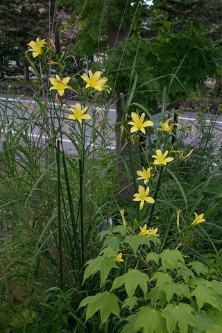 20170809yusuge_jiue_B01-1640.jpg