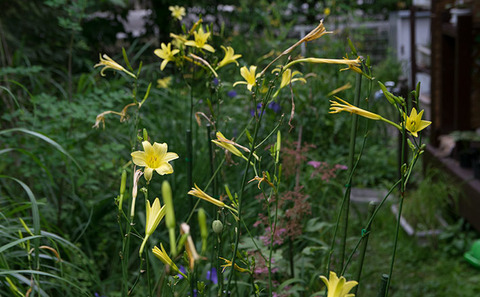 20170810yusuge_jiue_A01-1616.jpg