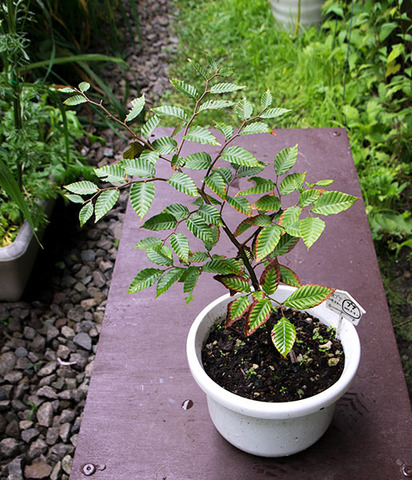 20170811bunaA_4y_02.jpg