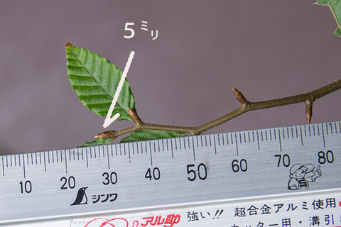 20170811bunaA_4y_04.jpg