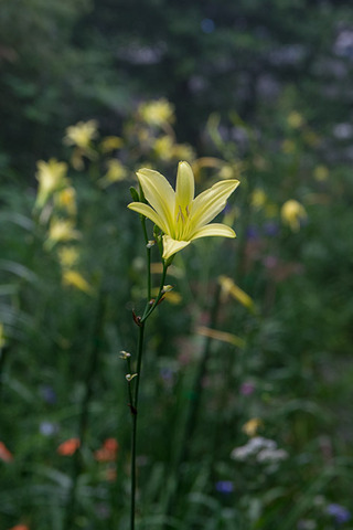 20170811yusuge_jiue_A01-1636.jpg