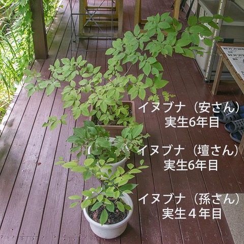 20170814inubuna_46y_an_dan_son_01.jpg