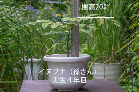 20170814inubuna_4y_son_01re.jpg