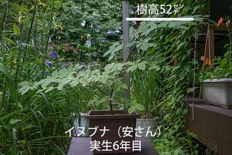 20170814inubuna_6y_an_01.jpg