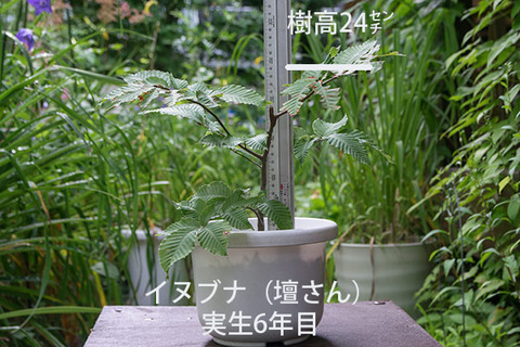20170814inubuna_6y_dan_01.jpg
