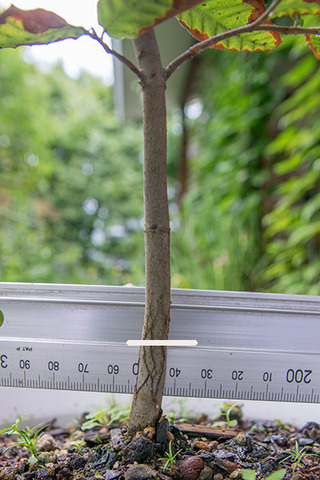 20170822bunaA_4y_03.jpg