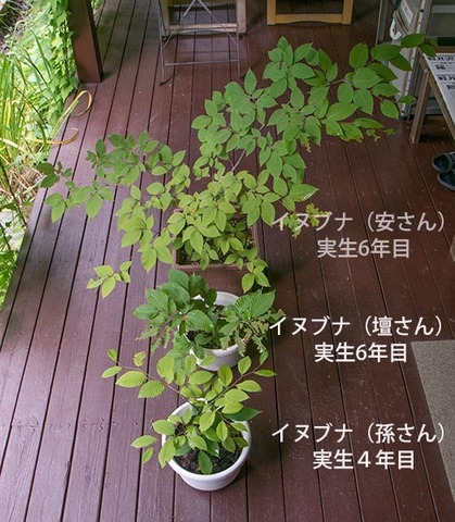 20170826inubuna_46y_an_dan_son_01.jpg
