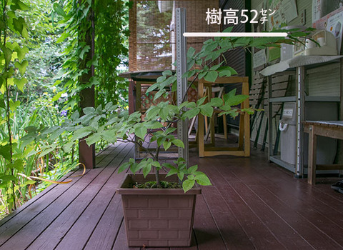 20170826inubuna_6y_an_01.jpg