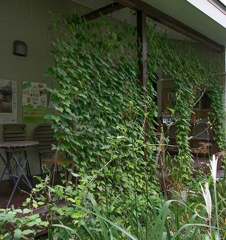 201708902midori01.jpg