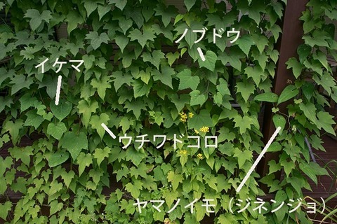 201708902midori03.jpg