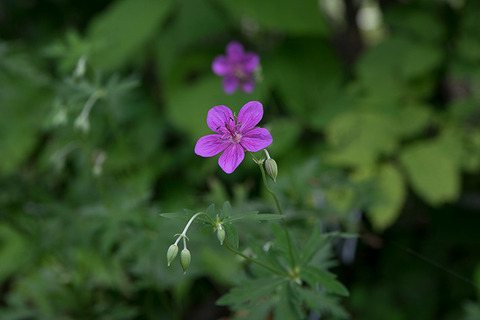 20170901asamafuro.jpg