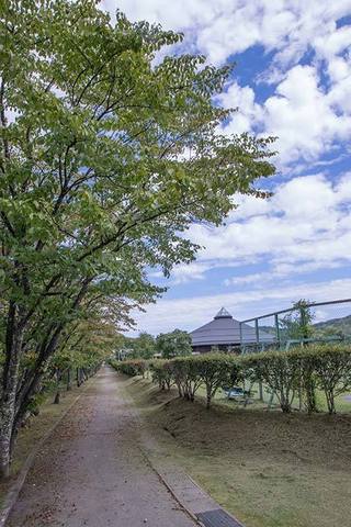 20170901yagasaki-sakura01.jpg
