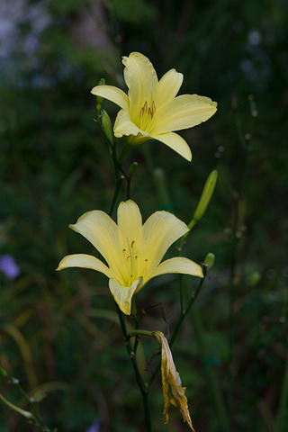 20170901yusuge_jiue_A01-1702.jpg